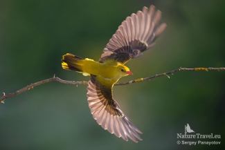 Golden oriole / ©Sergey Panayotov, European Roller hide